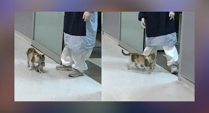 Gatita lleva a su pequeño mishi a recibir atención médica