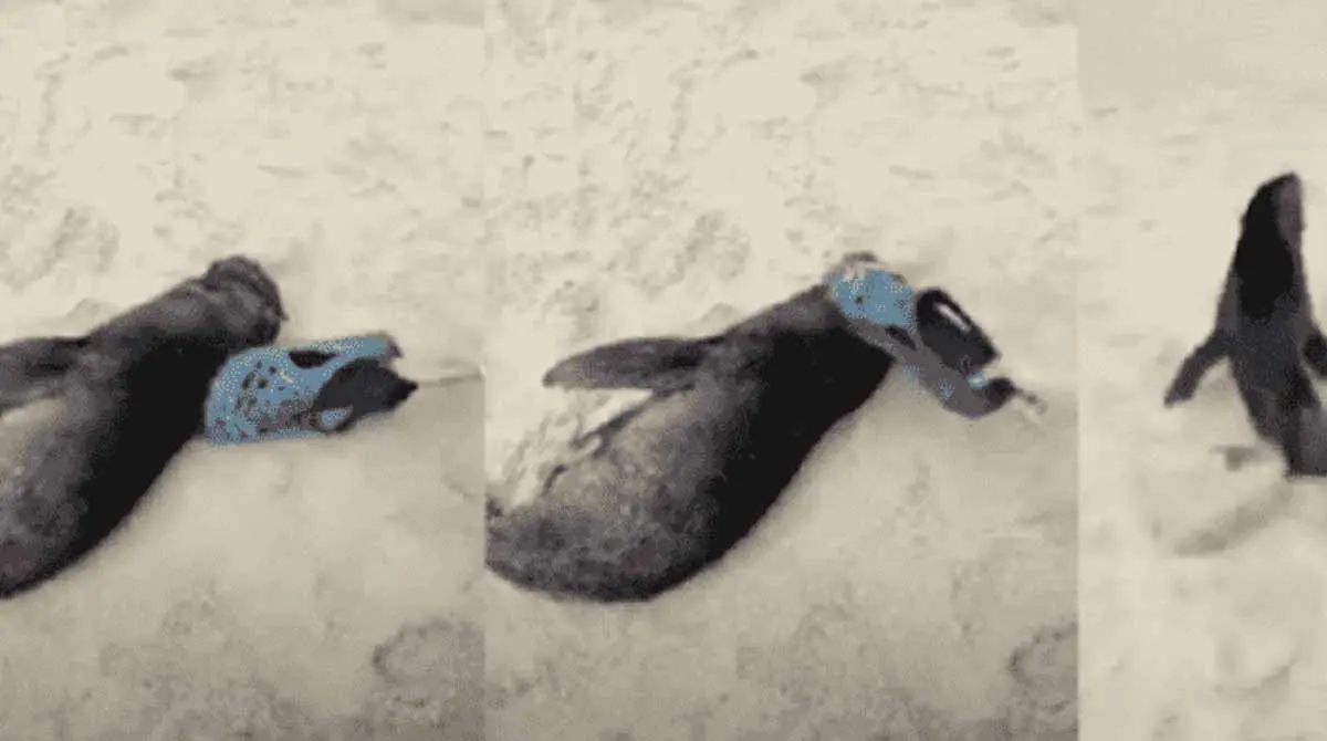 Hombre golpea con chancla a foca dormida y causa una gran indignación