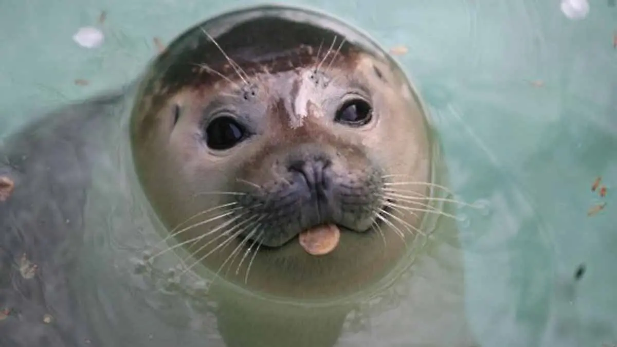 VIDEO: Matan a foca para que sus hijos se tomen fotos con ella