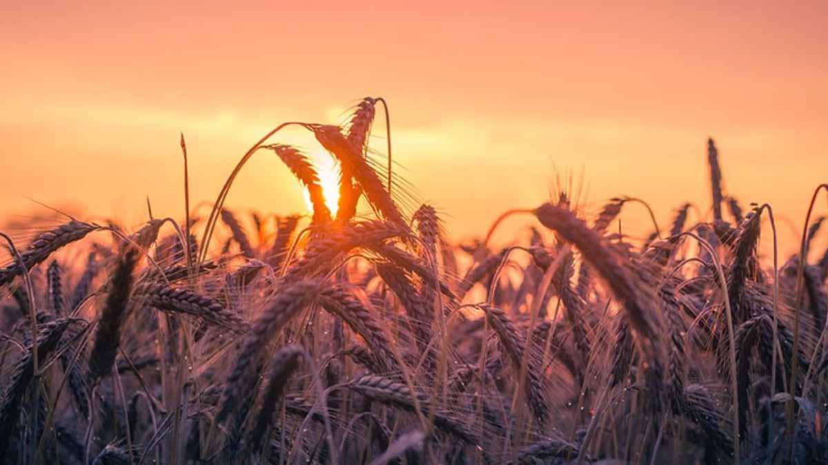 Concluyen cosechas de otoño-invierno