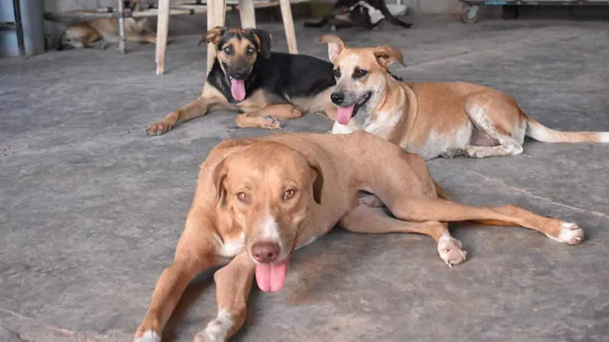 Mascotas en adopción