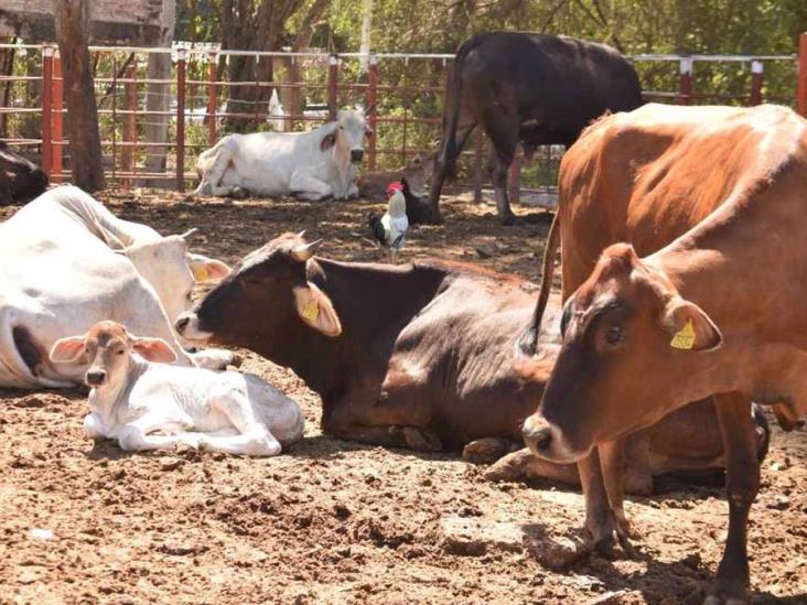 Aumenta mortandad de ganado por sequía Aumenta mortandad de ganado por sequía