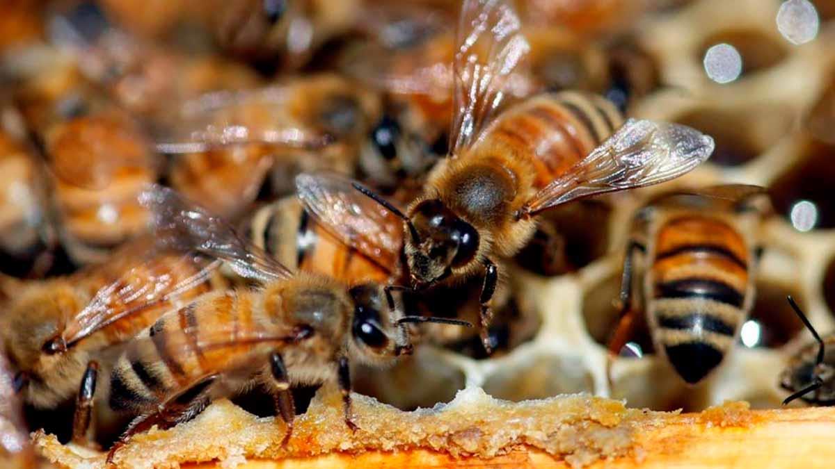 Tala y agroquímicos están acabando con las abejas