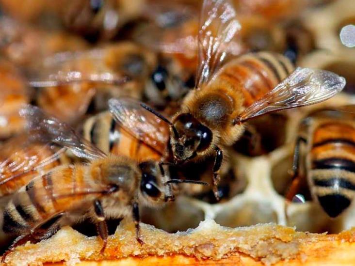 Tala y agroquímicos están acabando con las abejas Tala y agroquímicos están acabando con las abejas
