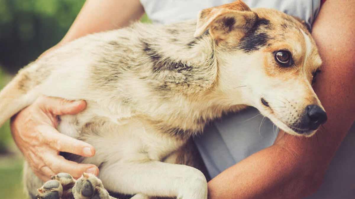 Agreden a perro a machetazos