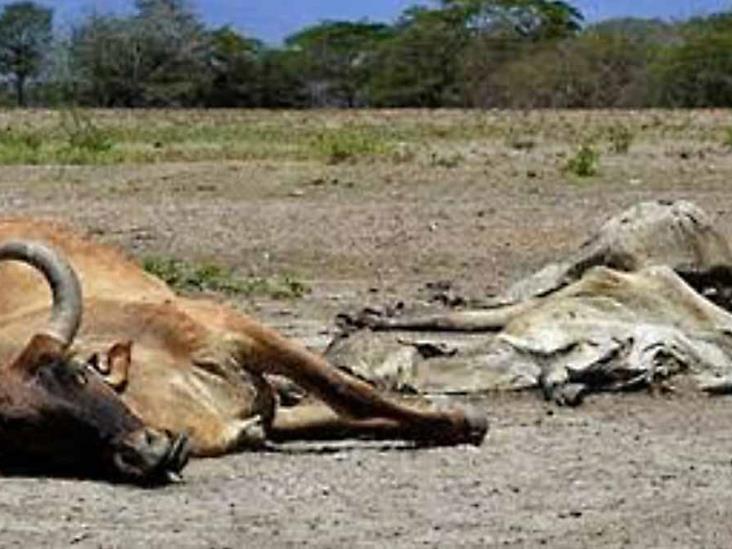 Hambre y sed están matando al ganado en Álamos Hambre y sed están matando al ganado en Álamos