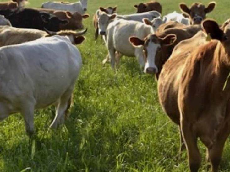 Cae precio de ganado Cae precio de ganado