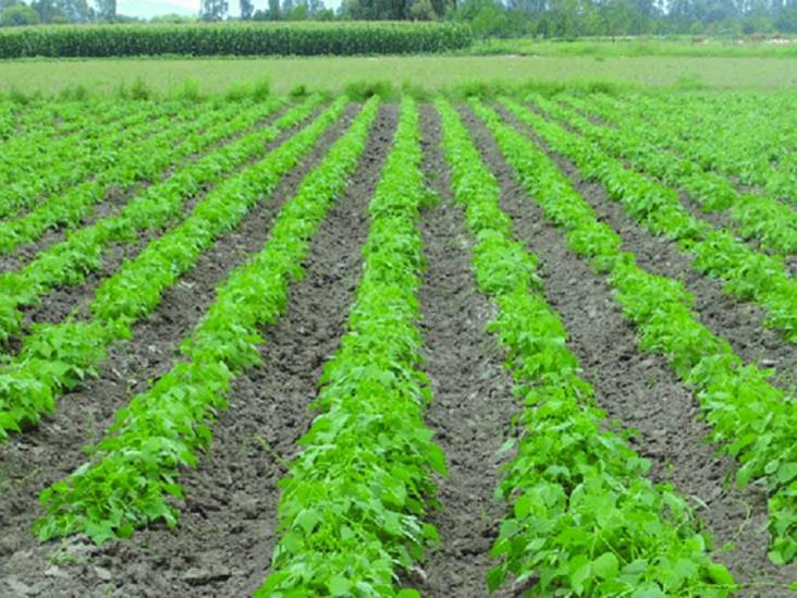 Afecta calor al cultivo de frijol Afecta calor al cultivo de frijol