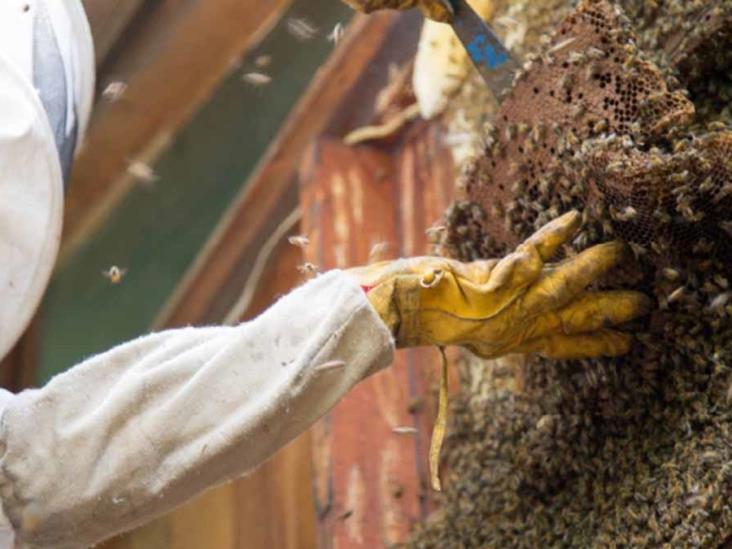 Proliferan panales de abejas en comunidades rurales Proliferan panales de abejas en comunidades rurales