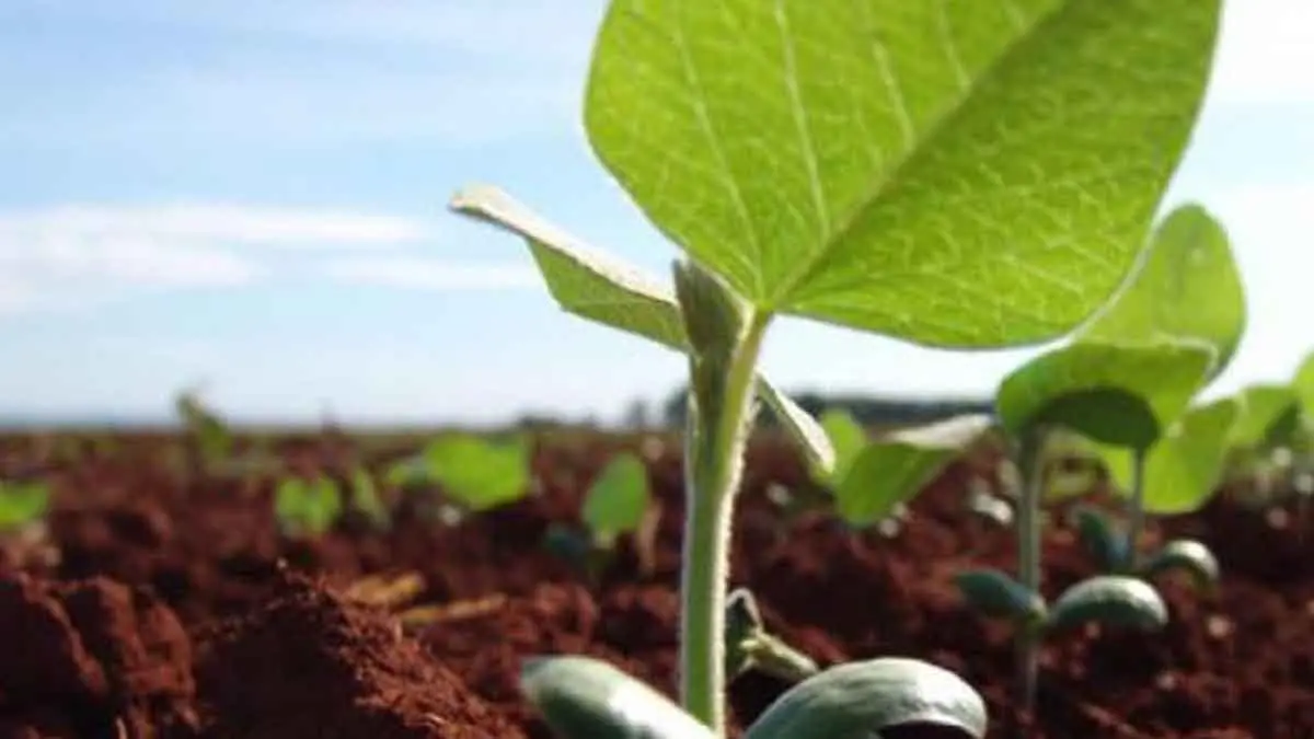 Amplían siembra de soya