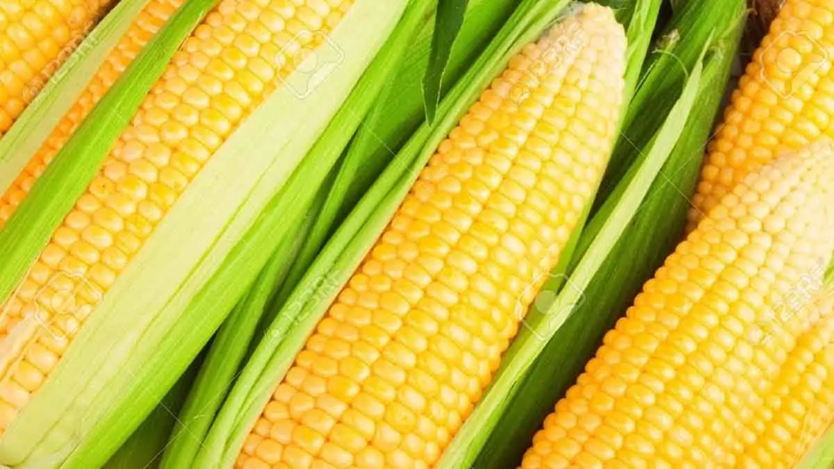 Avanzan trillas de maíz y cártamo