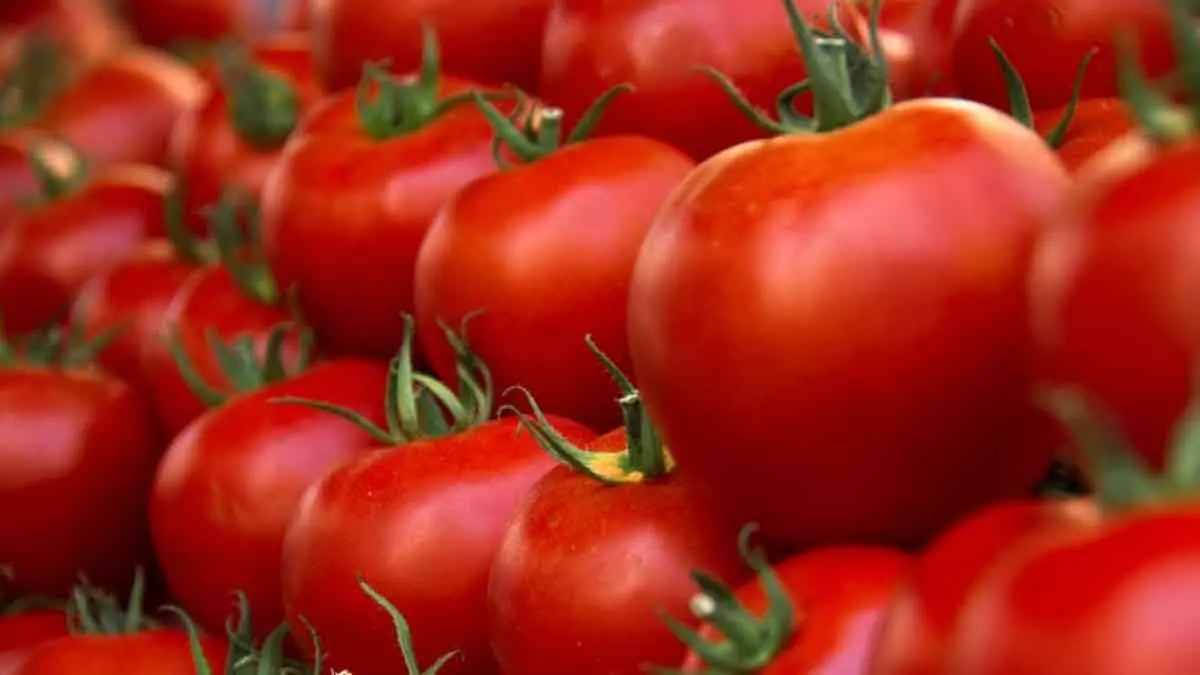 Exportan el tomate