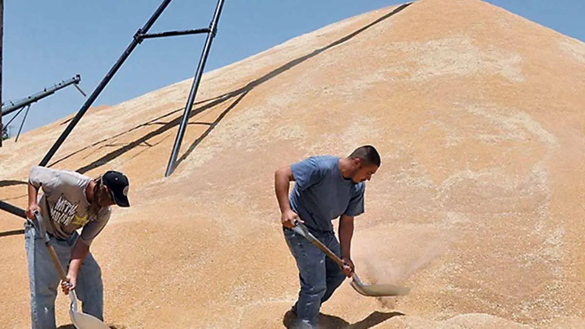 Sin colocar 30%  de trigo harinero