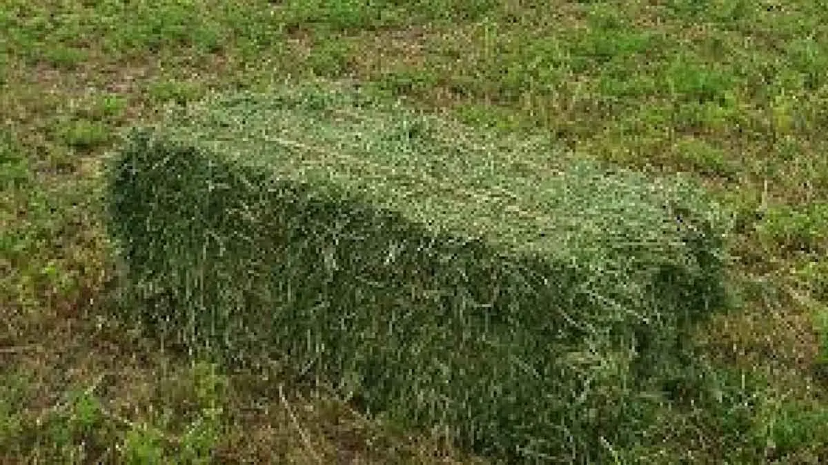 Buena época forrajera