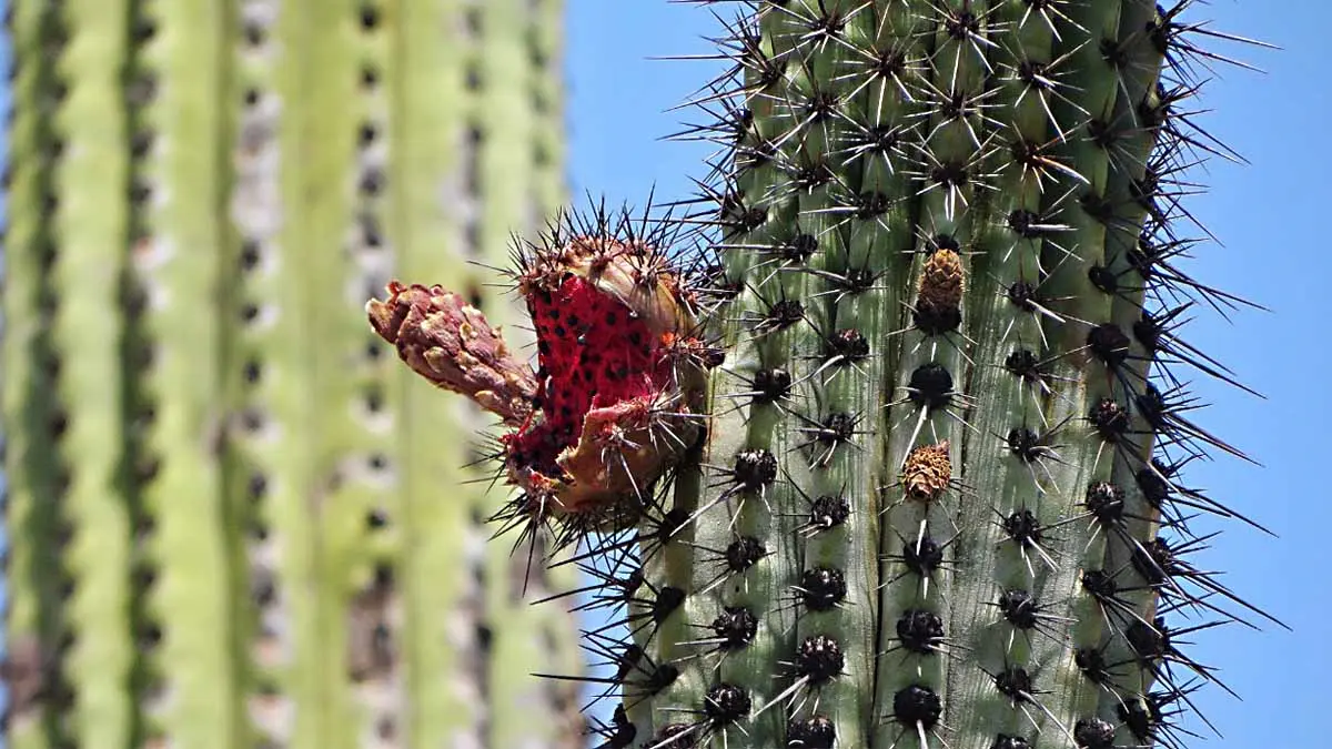 Protegerán 60 mil hectáreas de pitahaya con reserva costera
