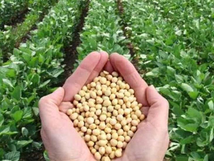 Con buenos rendimientos concluye cosecha de soya Con buenos rendimientos concluye cosecha de soya
