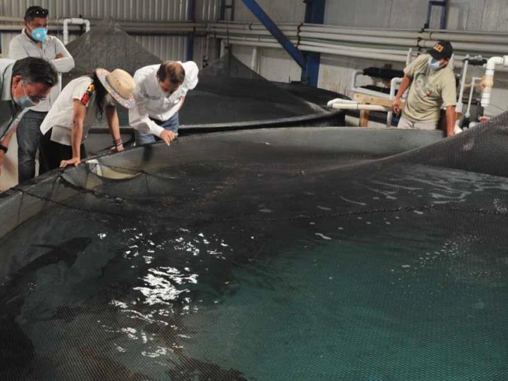 Liberan crías de totoaba Liberan crías de totoaba