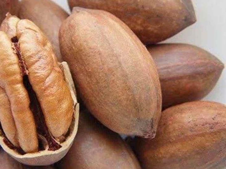 Crece la producción de nuez en el Valle del Yaqui Crece la producción de nuez en el Valle del Yaqui