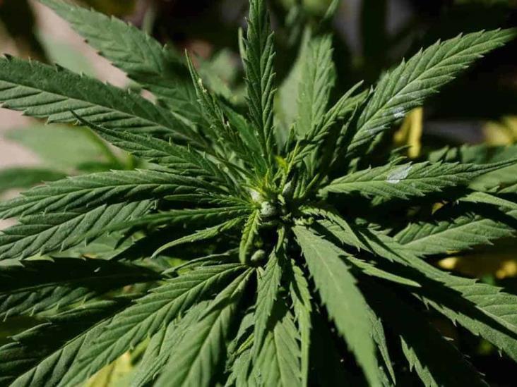 Es factible la legalización de siembra de mariguana Es factible la legalización de siembra de mariguana