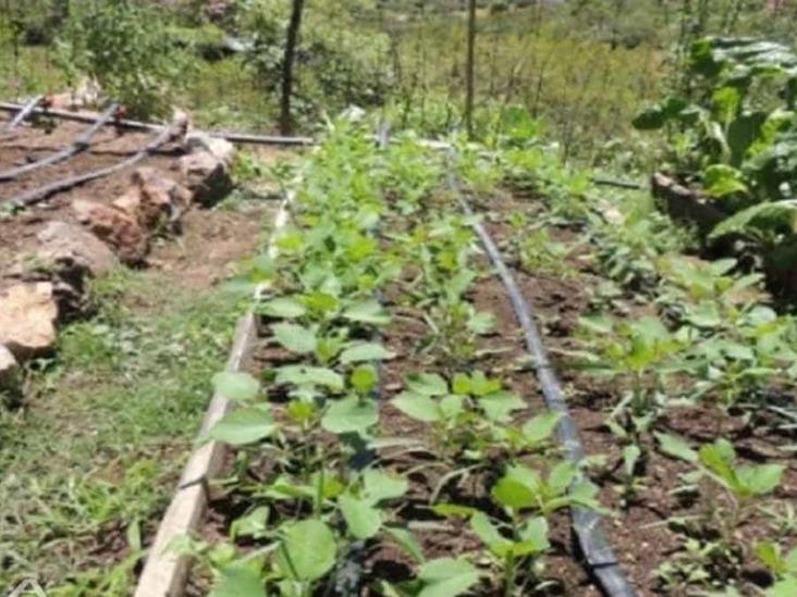 Crece el interés en huertos de traspatio Crece el interés en huertos de traspatio