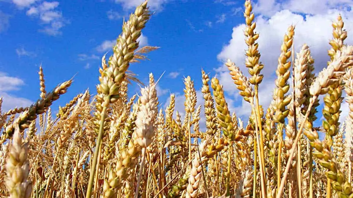 Agricultores se inclinan por trigo cristalino