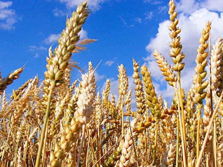Agricultores se inclinan por trigo cristalino Agricultores se inclinan por trigo cristalino
