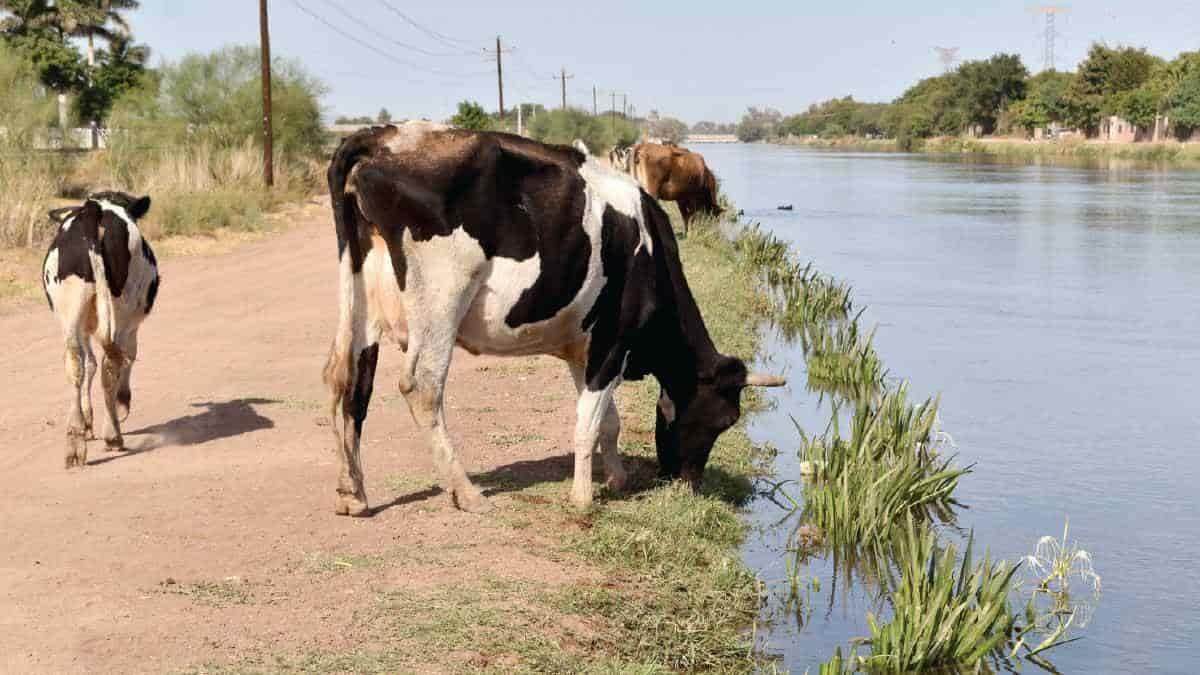 Sequía encarece precio de forrajes