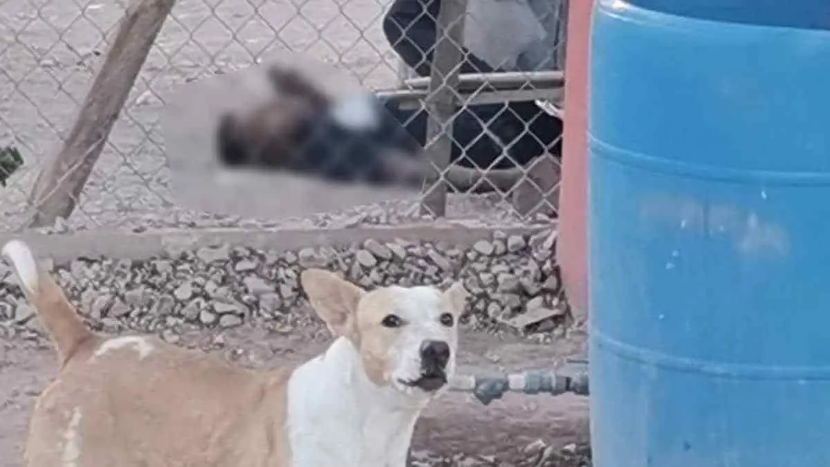 En una hora y media se registran 2 balaceras en Cajeme