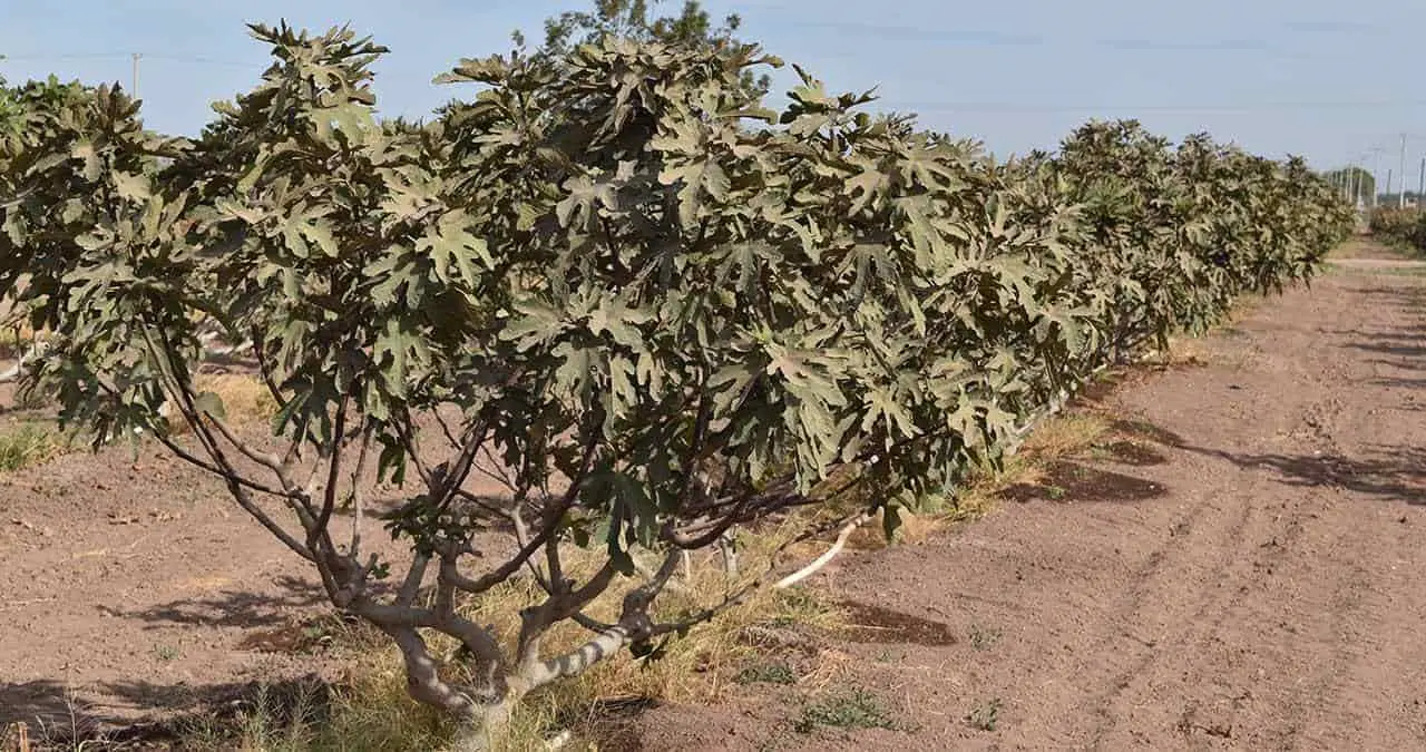 Se diversifica Valle del Yaqui