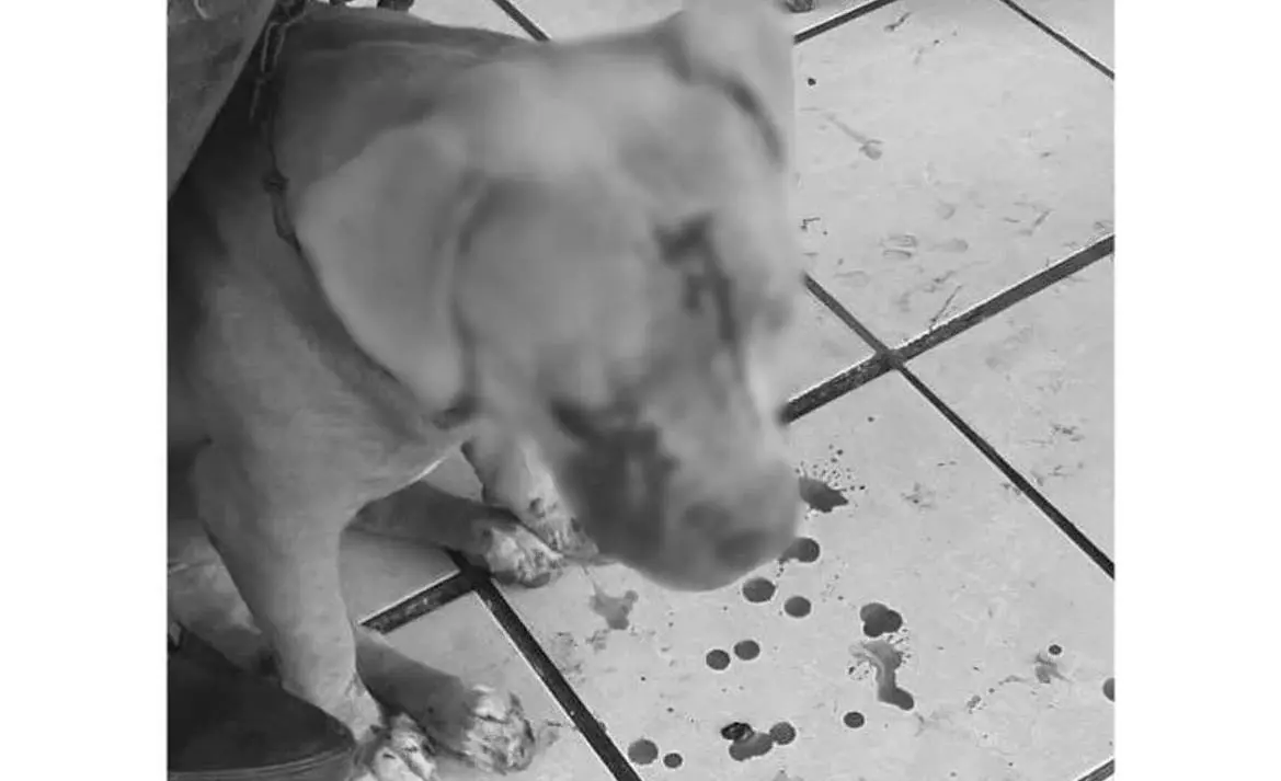 Sujeto le revienta el ojo con una pala a una perrita