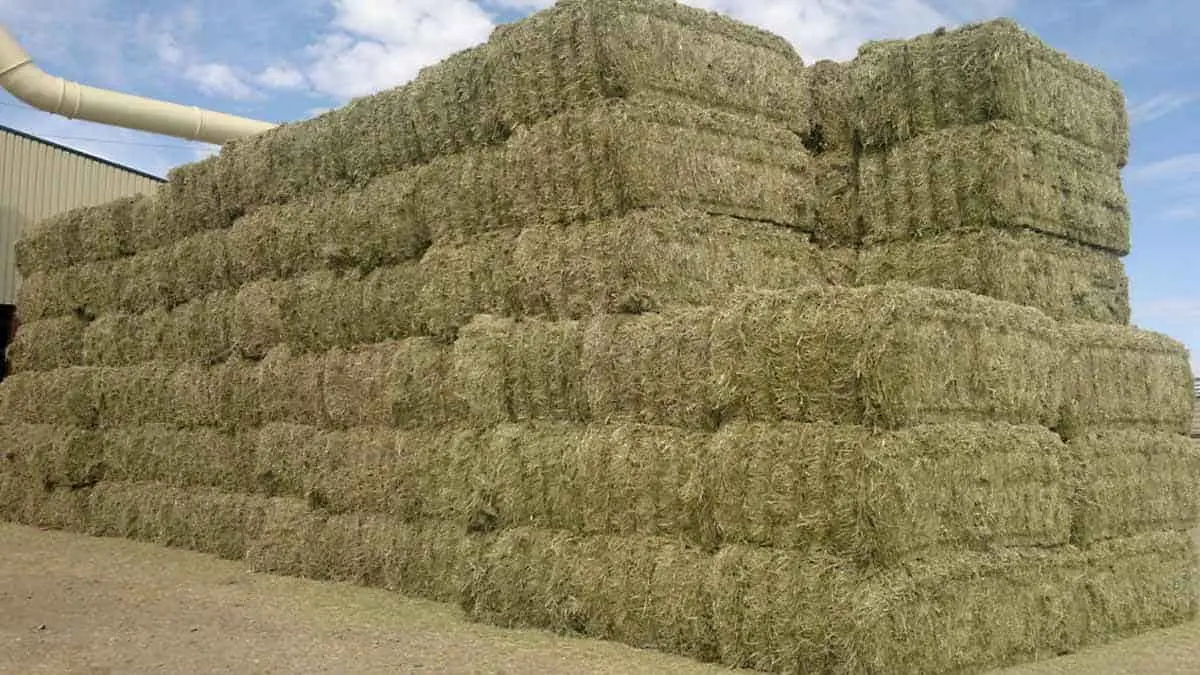Productores de alfalfa prevén buena temporada