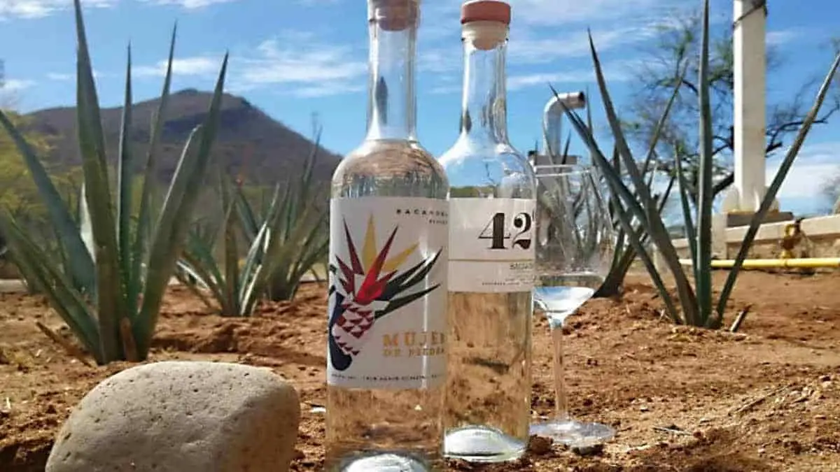 Producen más bacanora con manejo agronómico