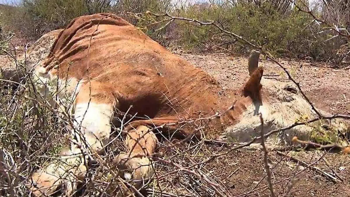 Sequía acaba con los hatos ganaderos