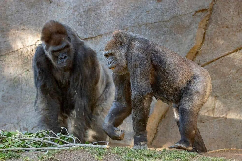 Zoológico de San Diego vacuna a simios contra Covid-19