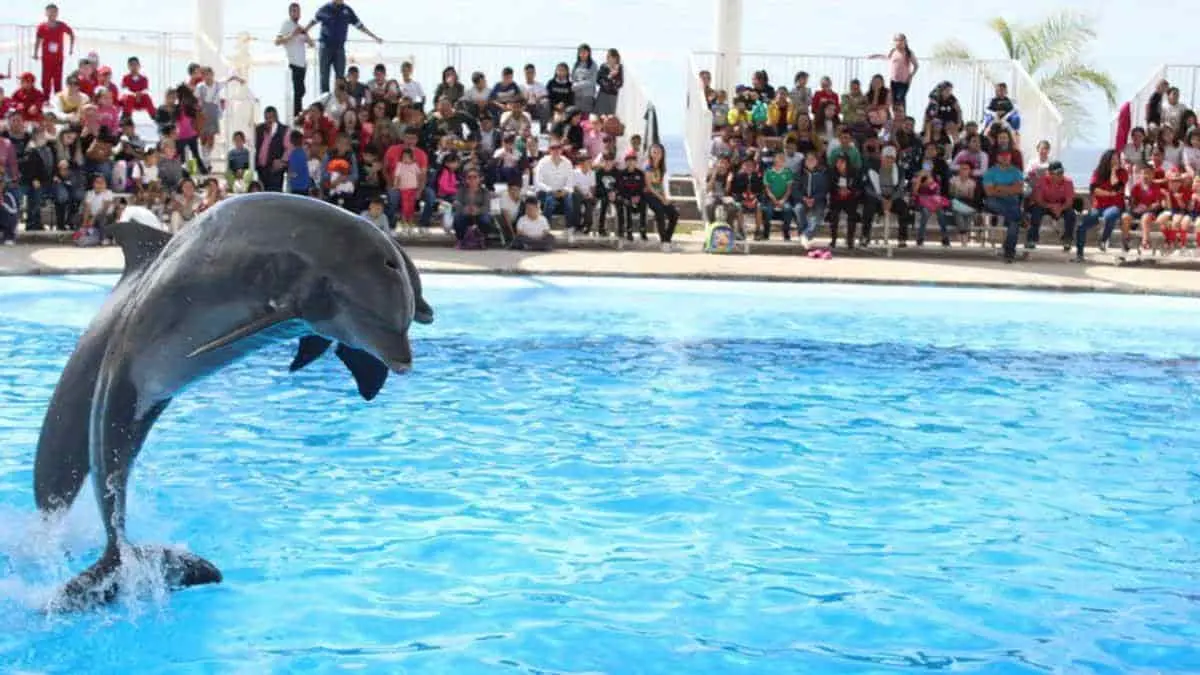 Delfinario Sonora se ahoga... en deudas