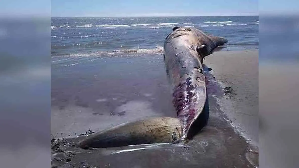 Aparece ballena muerta en playa Los Mélagos