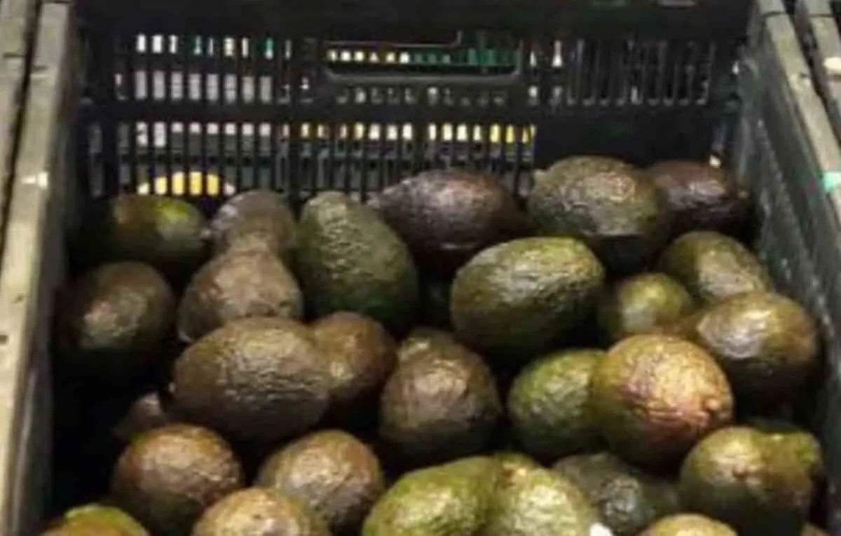 Carísimo el aguacate