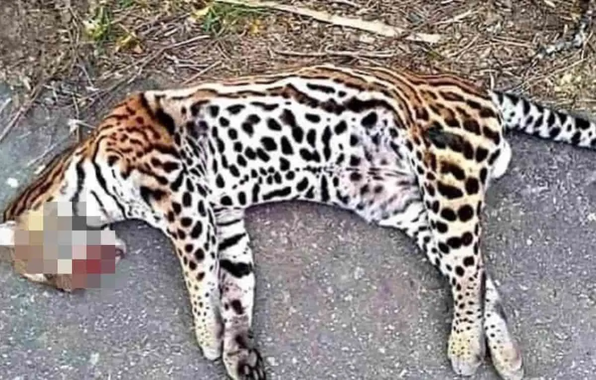 Atropellan a felino