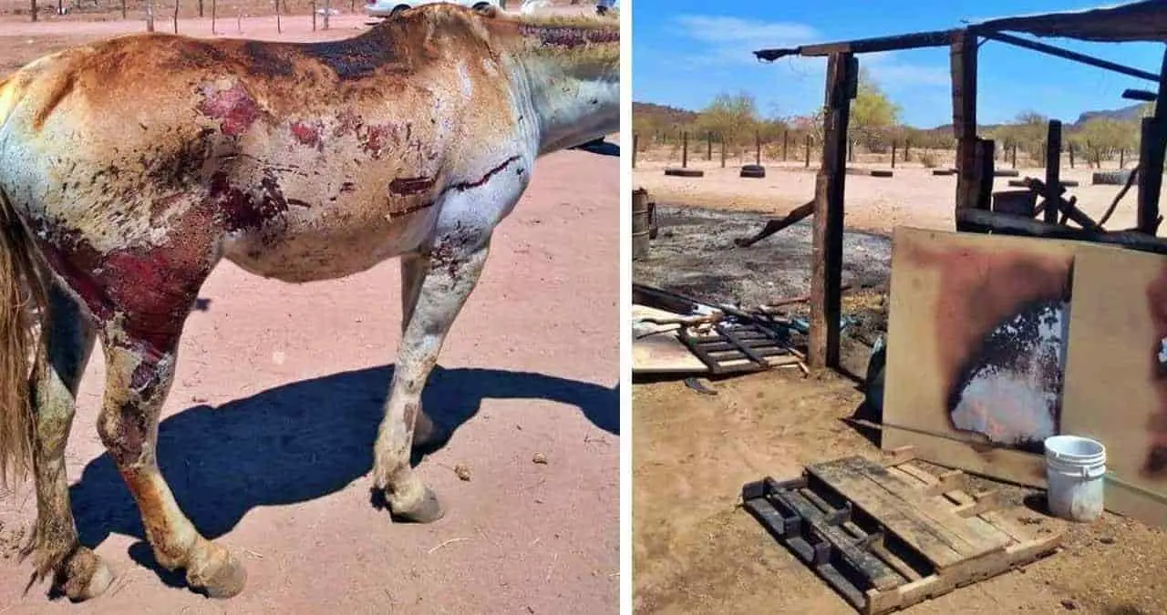 Investiga Fiscalía incendio en caballerizas y probable maltrato animal