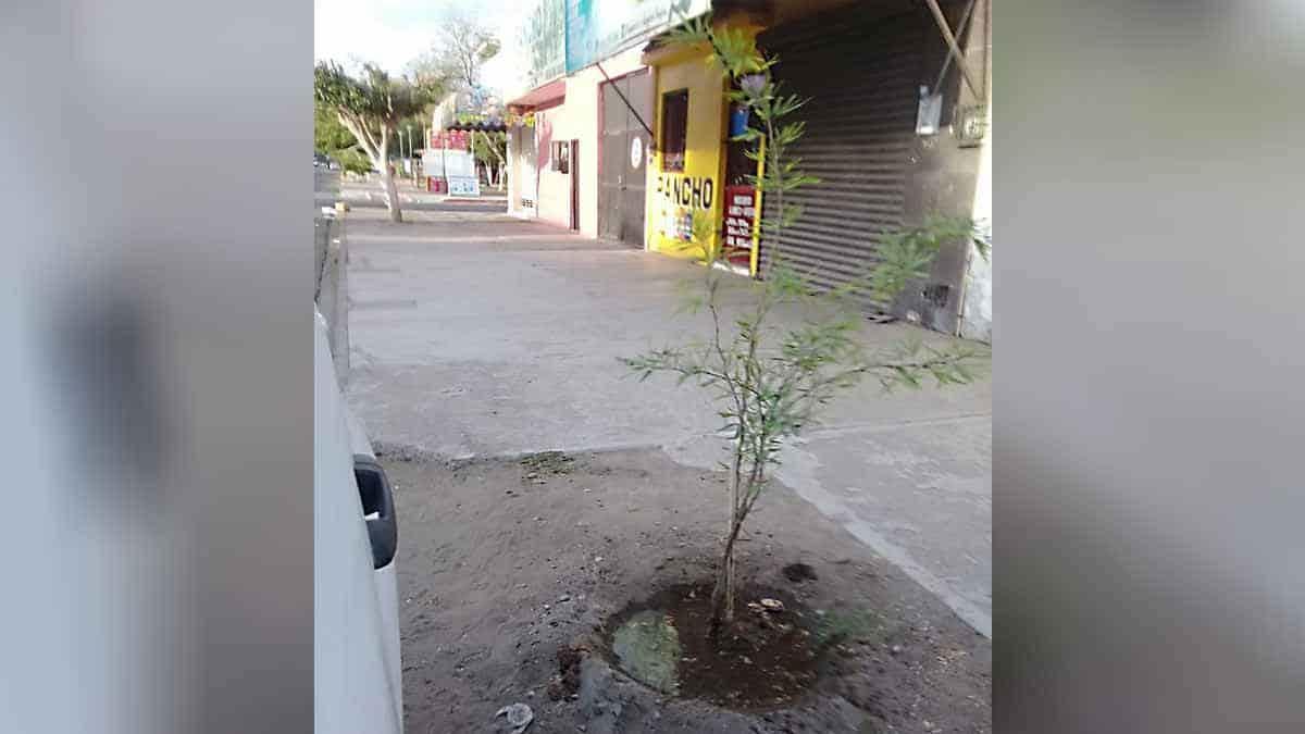 Por falta de agua y error al plantarlos, los mezquites se están secando