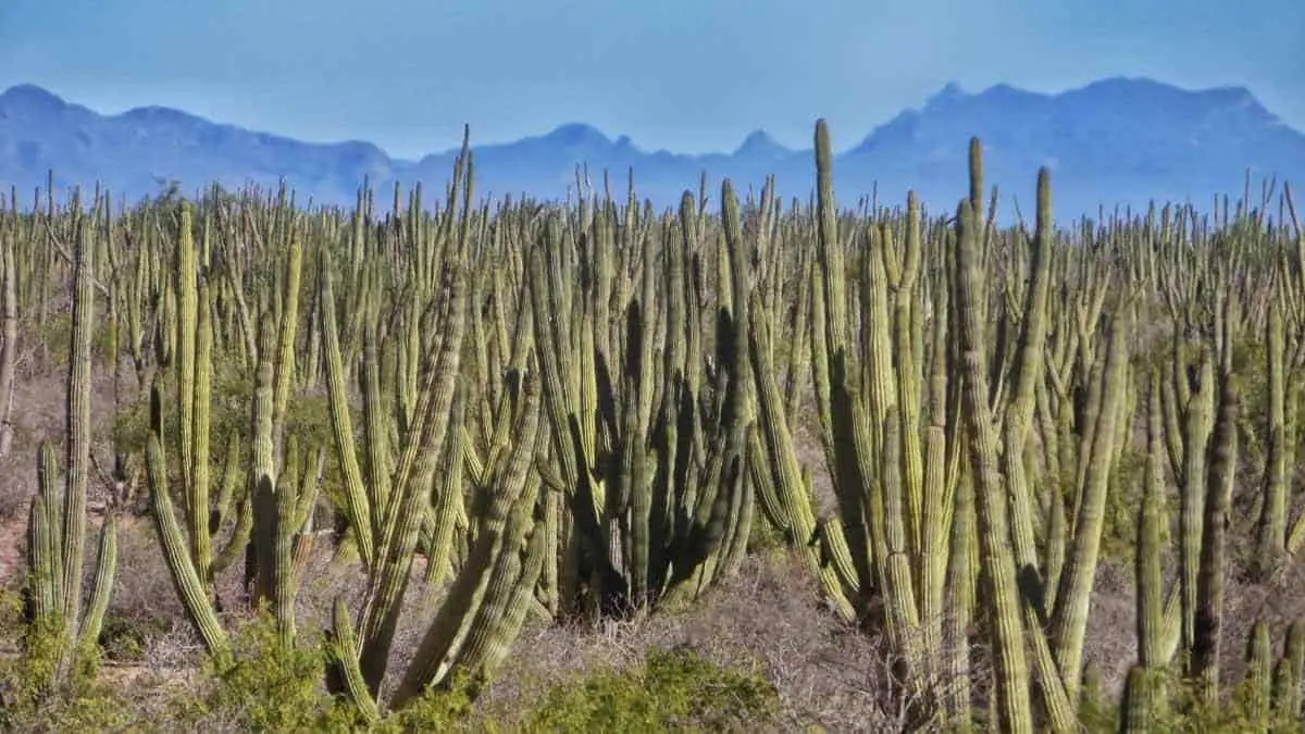 Peligra el bosque pitayal más denso del mundo