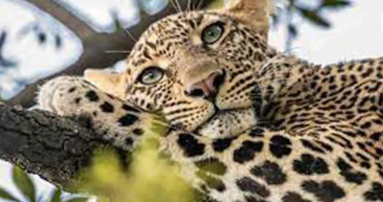 Buscan financiamiento para proteger al jaguar
