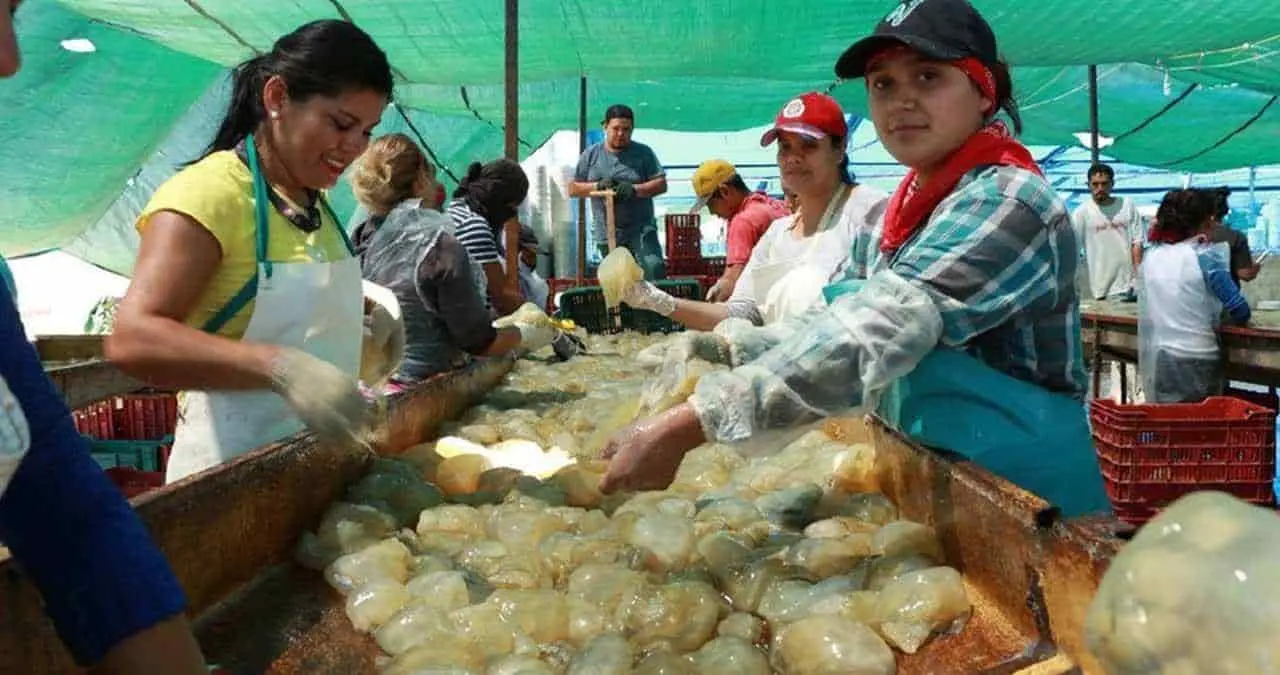 Mujeres yaquis salen a la captura de la aguamala
