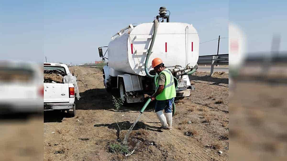 Reforestarán la carretera Internacional México 15