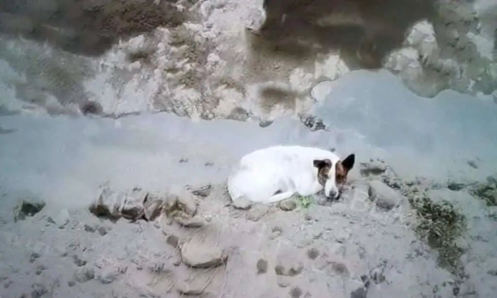 Video. Sin rastro del perrito que cayó al socavón