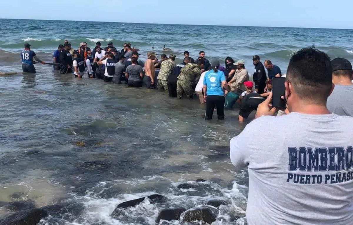 Fue rescatada Ballena Gris en Peñasco 