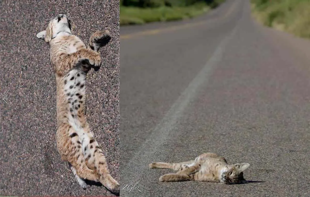 Lamenta ONG muerte de fauna en Navojoa-Álamos