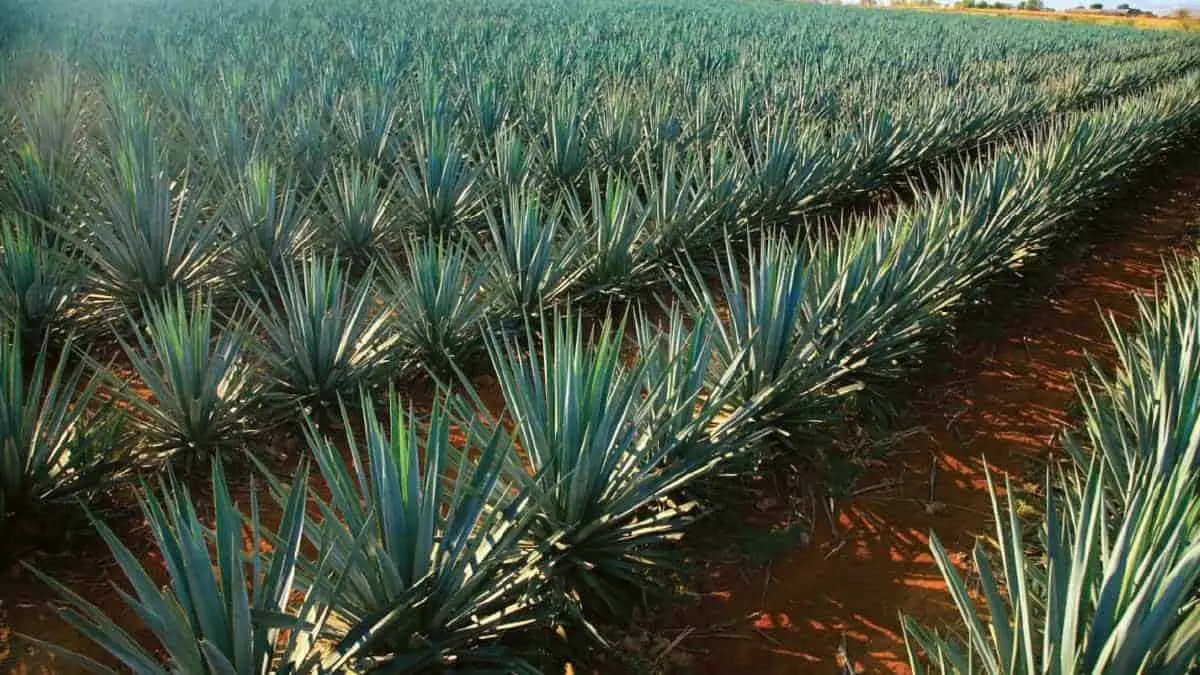 Buscan detonar la siembra de maguey