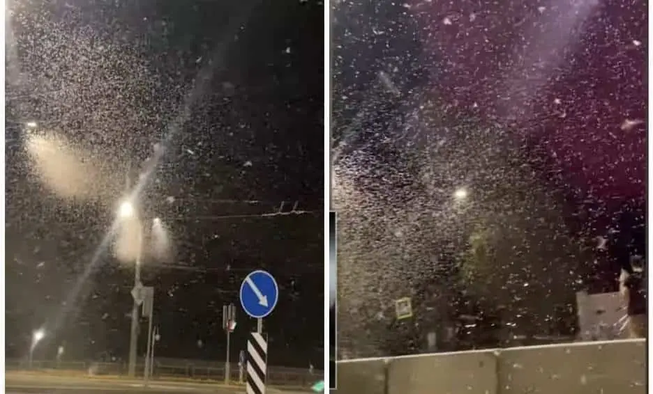 VIDEO. ¡Asqueroso! Graba “nevada” y resulta ser un enjambre de moscas
