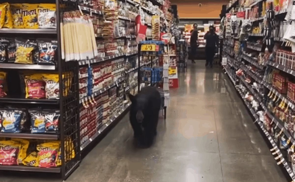 VIDEO. Oso deambula tranquilamente por supermercado